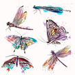Set of detailed vector butterflies for design