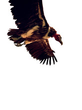 Low Angle View Of Vulture Flying