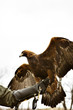 © Cavan Images - Golden eagle on arm of his handler