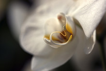 Close Up Of White Orchid