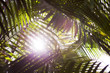 © Cavan Images - Low angle view of palm leaves in sunlight