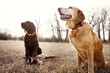 © Cavan Images - Hunting Dogs Sitting In Field With Dead Bird