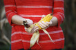 © Cavan Images - Midsection of woman peeling corn in farm