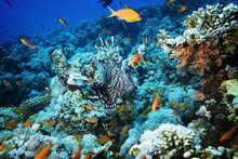 Exotic Fish On Coral Reef