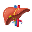 Human liver anatomy