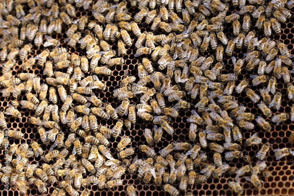 stock-foto-gro-es-bienenvolk-adobe-stock