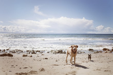 Portrait Of Dogs Standing On Shore At Beach