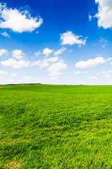 Wall Mural - green field and blue sky