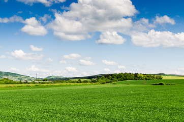 Wall Mural - green field and blue sky