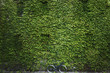 © Cavan Images - Lush ivy on wall and lone bicycle