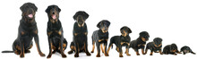 Growth Of Puppy Rottweiler