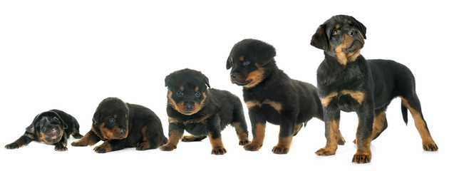 Wall Mural - growth of puppy rottweiler