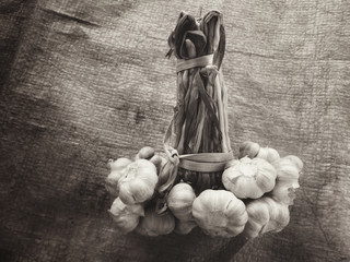 Canvas Print - Garlic