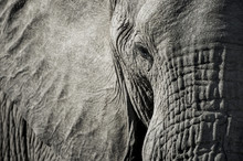 Close Up Of Elephant