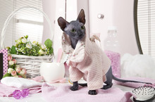 Don Sphinx Kitty Dressed In Pajama
