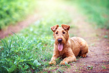 The Portrait Of Irish Terrier For A Walk In The Summer