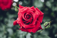 Close Up Of Rose Flower