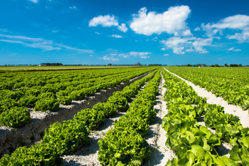 Spring Lettuce field