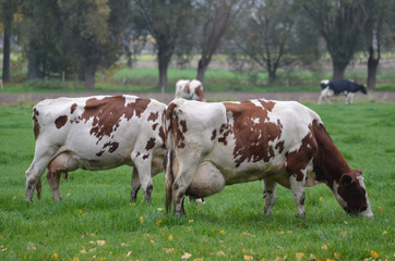 Wall Mural - cows grazing in meadow