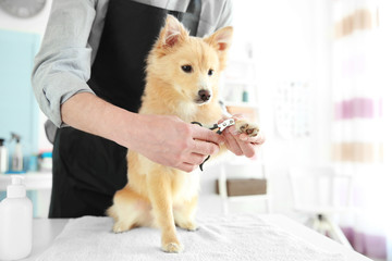 Cute dog Spitz at groomer salon