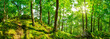 canvas print picture - Wald Panorama bei strahlendem Sonnenschein