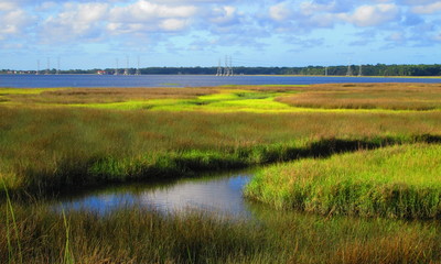 Mill Cove wetlands, Jacksonville