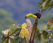 The Grass is Always Greener...A beautiful Keel-billed Toucan in a tree near our home in rural Costa Rica.  Photographed live in the jungle Cloud Forest.