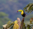 Small Space But Special...A beautiful Keel-billed Toucan in a tree near our home in rural Costa Rica.  Photographed live in the jungle Cloud Forest.