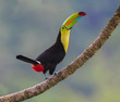 Standing Tall...A beautiful Keel-billed Toucan in a tree near our home in rural Costa Rica.  Photographed live in the jungle Cloud Forest.