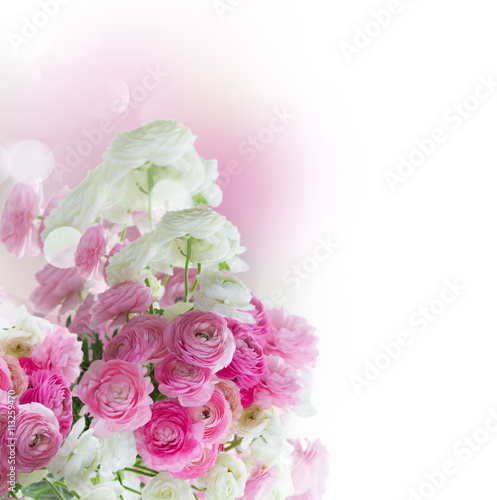 Fototapeta na szkło Pink and white ranunculus flowers