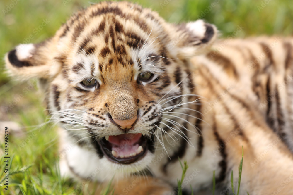 Baby tiger lying on grass