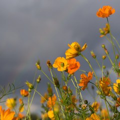 yellow and orange cosmos flowers after a rain storm, grey clouds and a faint diagonal rainbow in the