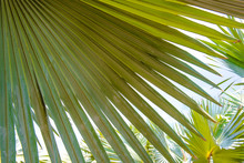 Bright Green Palm Tree Leaf Texture Use For Background