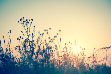 Wild flowers silhouette against sun, vintage