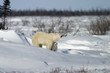© robertharding - Polar Bear with a cub, (Ursus maritimus), Churchill, Manitoba, Canada