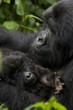 © robertharding - Mountain gorilla (Gorilla gorilla beringei) with her young baby, Rwanda (Congo border)