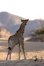 Young Desert Giraffe (Giraffa Camelopardalis Capensis), Namibia