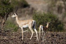 Grant's Gazelle (Gazella Granti) Female And Calf, Samburu National Reserve, Kenya