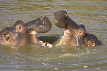 Two Hippopotamus (Hippopotamus Amphibius) Fighting, Masai Mara Game Reserve, Kenya