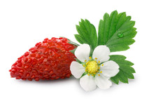 Alpine Strawberry (Fragaria Vesca)