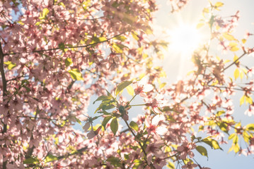  Fantastic cherry blossom in the sun light