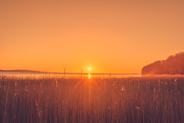 Wall Mural - reed in the sunrise