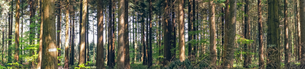Wall Mural - pine trees in a forest panorama landscape