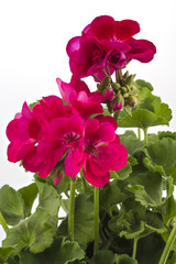 Wall Mural - Red garden Geranium Pelargonium flowers isolated on white background