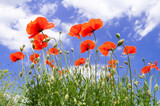 Fototapeta Maki - Red poppies on a background of blue sky with white clouds