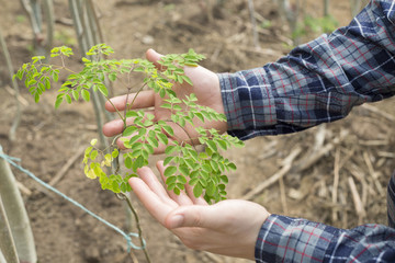 Wall Mural - planted moringa plants and farmer