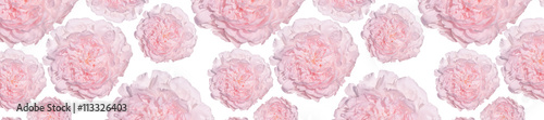 panorama pattern of pale pink peonies luxury fresh