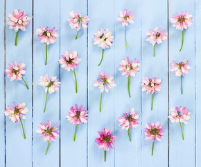 Canvas Print - Meadow pink flowers on blue wooden background.