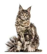 Maine Coon Isolated On White