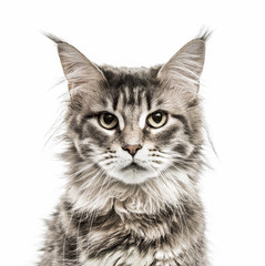 Wall Mural - Maine Coon isolated on white